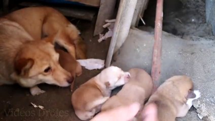 Donner à manger à une mère sans abri avec quatre chiots nouveau-nés