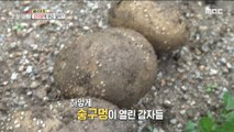 [INCIDENT] Potato crush, potato prices skyrocket?, 생방송 오늘 아침 220725