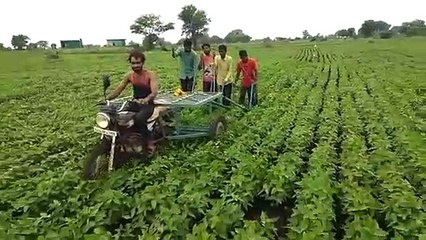 मानसून में हुई देरी तो जिले में कई किसानों ने बदली फसलों की किस्म