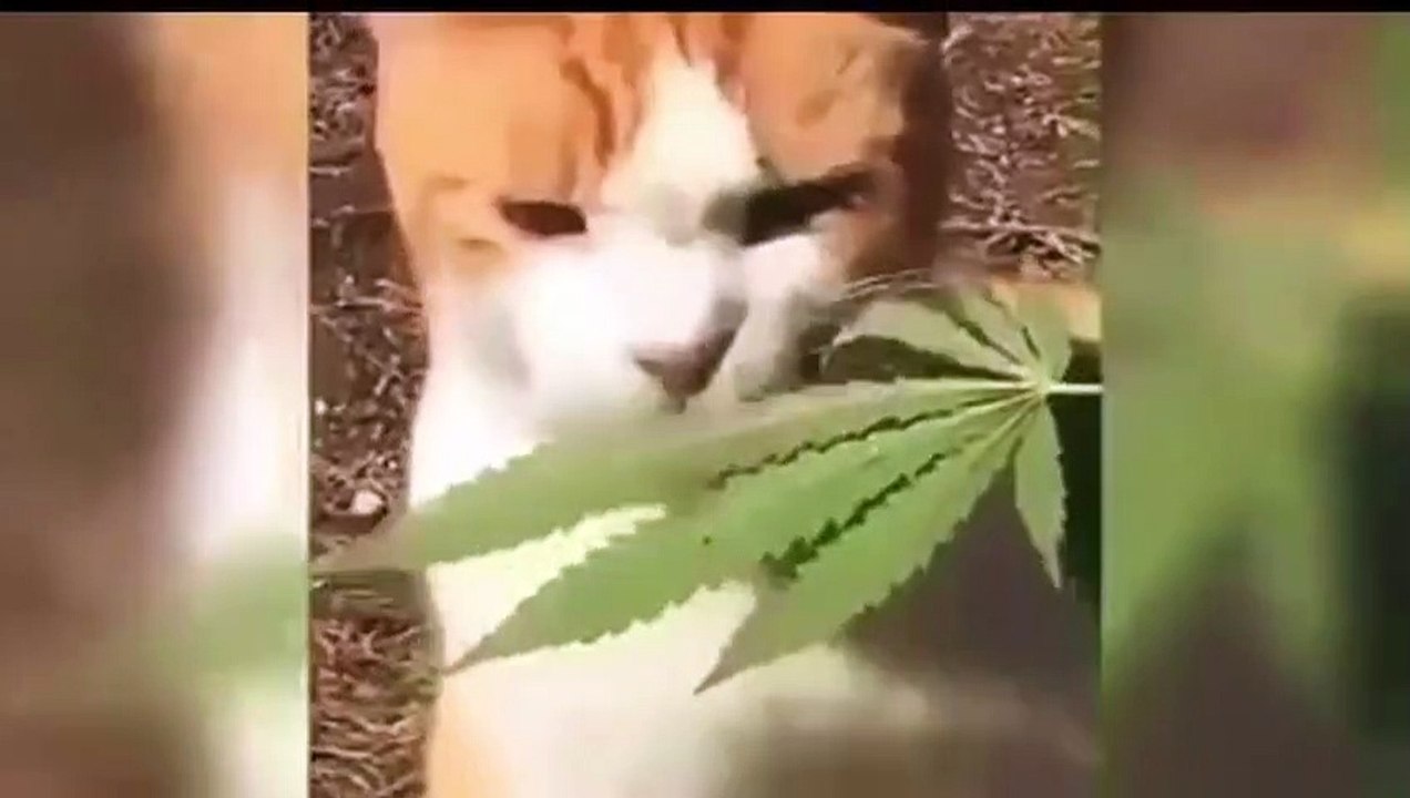 Facebook Funny video 2022 