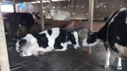 সফল খামারি || একটি গরু থেকে, বিশাল বড় গরুর খামার || Successful in Cow Agro Farm || Cow Agro Farm ||