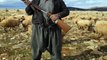 Sivas'ta bir çoban 3 kişiyi av tüfeğiyle öldürdü