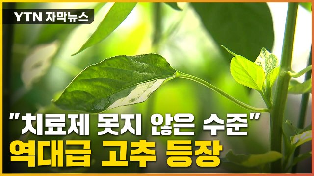[자막뉴스] '탁월한 효과'...잎으로 당뇨 잡는 고추 개발 / YTN
