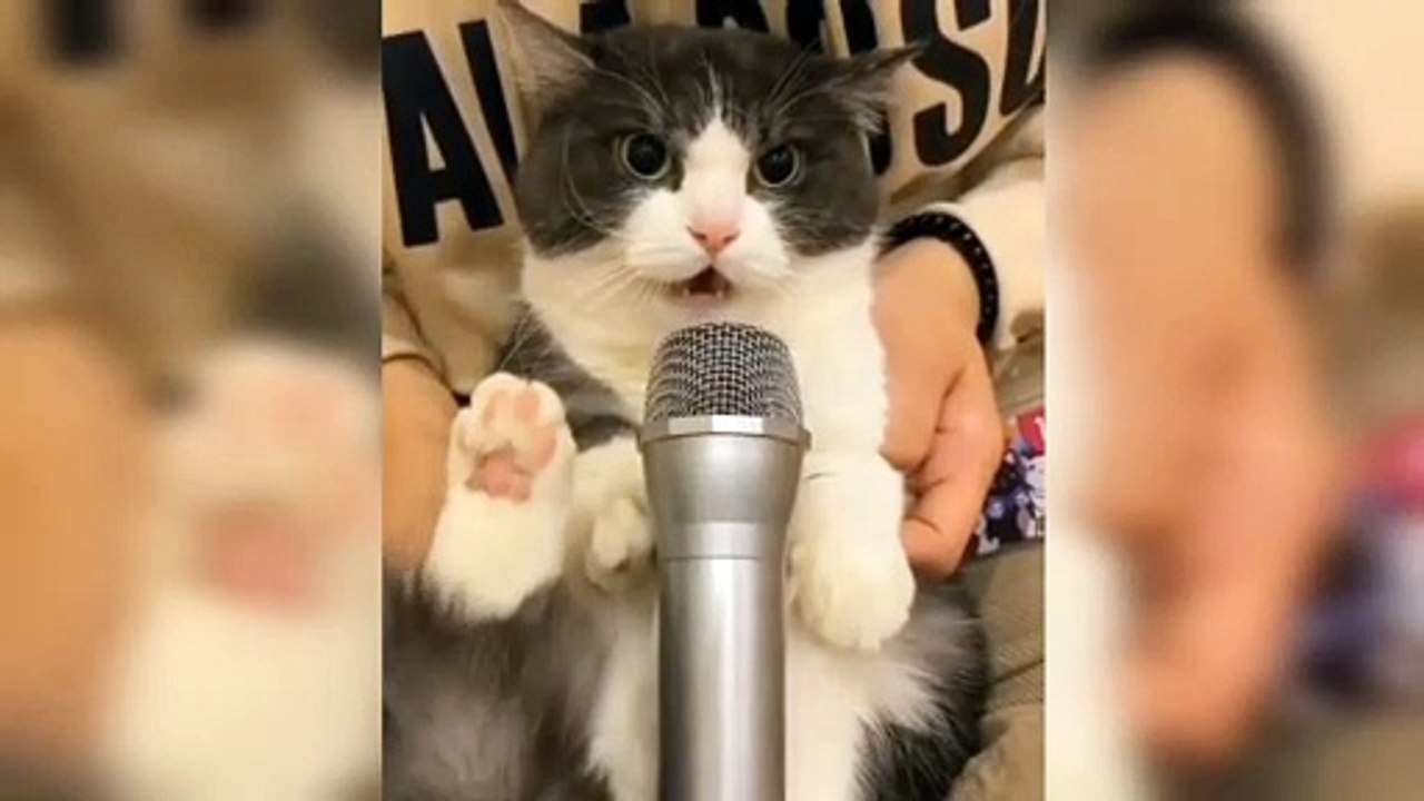 cute Cat sining