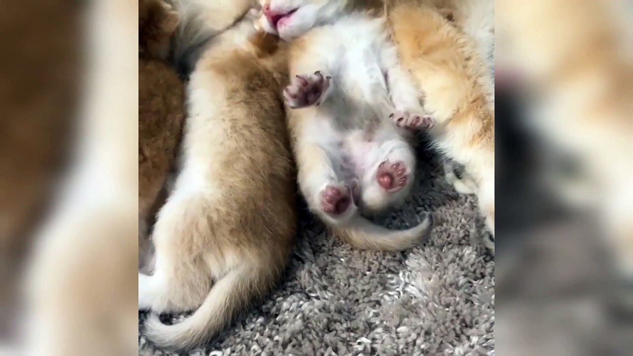 Cute baby kitty