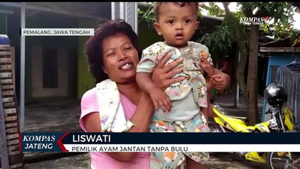 Tak Lazim, Ayam Jantan Milik Warga di Pemalang Hidup Tanpa Bulu