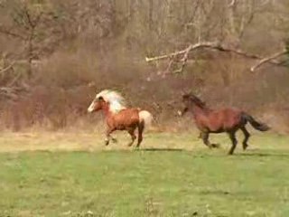 13-03 arrivée Ruby (36)