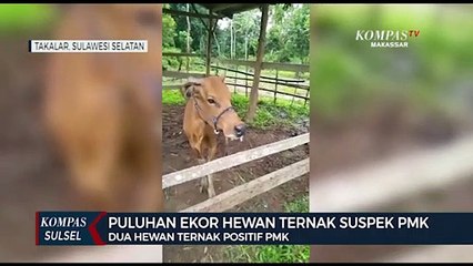 Puluhan Ekor Hewan Ternak Suspek PMK