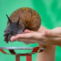 Une ville de Floride en quarantaine après la découverte d'un escargot géant africain - carré