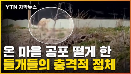 [자막뉴스] '마구 물어 죽여'...마을을 공포에 빠뜨린 들개들의 정체 / YTN