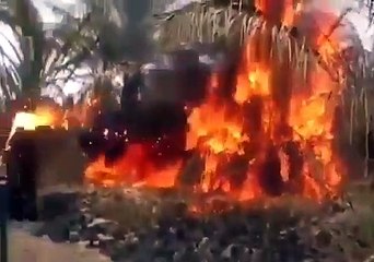 ABD askerlerinin Irak’ta yaktığı  meyve ve palmiye ağaçları