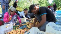 Malatya'da 20 bin işçi ile hasat başladı: Kayısı bu sene ne kadar olacak?