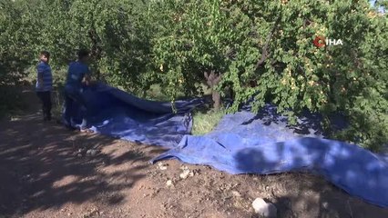 'Sarı altın' kayısı hasadında çiftçinin yüzü gülüyor