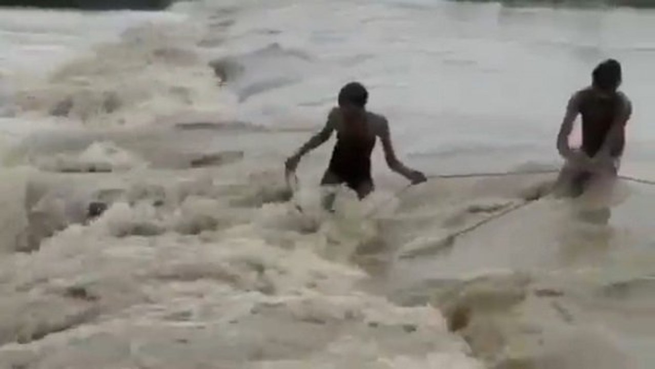 MP Viral Video: गाय के बछड़े को बचाने जान पर खेल गए युवा, उफनते नाले में जान की बाजी लगाकर बचाया