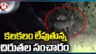 Leopards Spotted, Villagers In Grip Of Fear | Akkannapet  | Siddipet  | V6 News