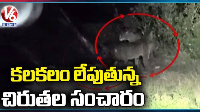 Leopards Spotted, Villagers In Grip Of Fear | Akkannapet | Siddipet | V6 News