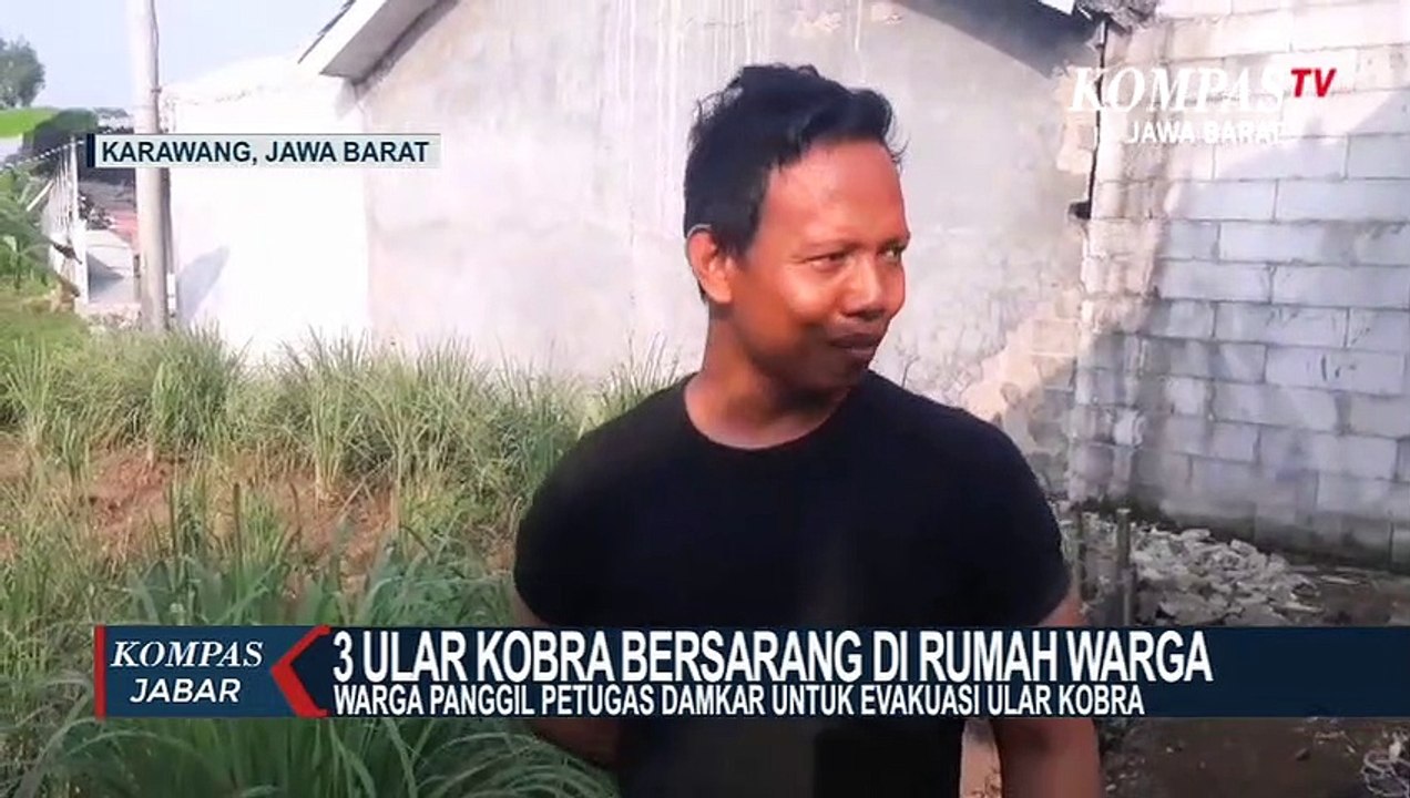 Petugas Damkar Evakasi 3 Ular Kobra Dari Dalam Rumah