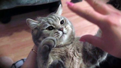 Funny Cats and Kittens Meowing Compilation. Wow.cat.Haha..4K