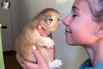 Funny Cats and Kittens Meowing Compilation.