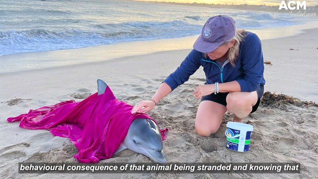 Dolphin stranding Mandurah | MANDURAH MAIL | JULY 2022