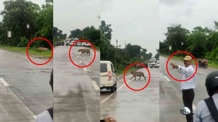 Tiger Crossing Road: ಹುಲಿಯನ್ನ ರಸ್ತೆ ದಾಟಿಸಿದ ಪೊಲೀಸ್ ಅಧಿಕಾರಿ | *India | OneIndia Kannada