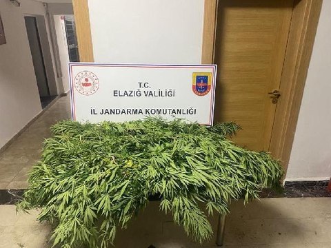 TARLAYA HİNT KENEVİRİ EKEN KİŞİ YAKALANDI