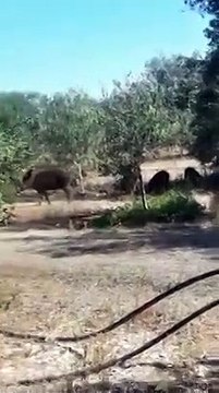 Branchi di cinghiali vanno verso il litorale di Barletta-Andria-Trani. Il video è virale