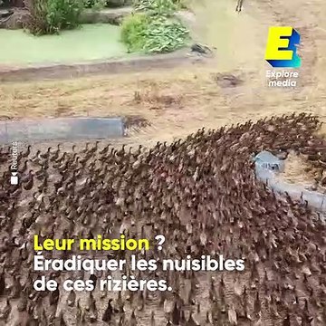En Thaïlande, ces milliers de canards remplacent les pesticides dans les rizières