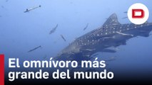 El tiburón ballena es el omnívoro más grande del mundo