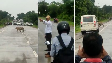 అక్కడ పులికి మాత్రమే గ్రీన్ సిగ్నల్, దర్జాగా రోడ్డు దాటి ఆపై *National | Telugu OneIndia