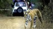 Viral Video | Traffic Police stop commuters on road to allow the tiger to cross Path