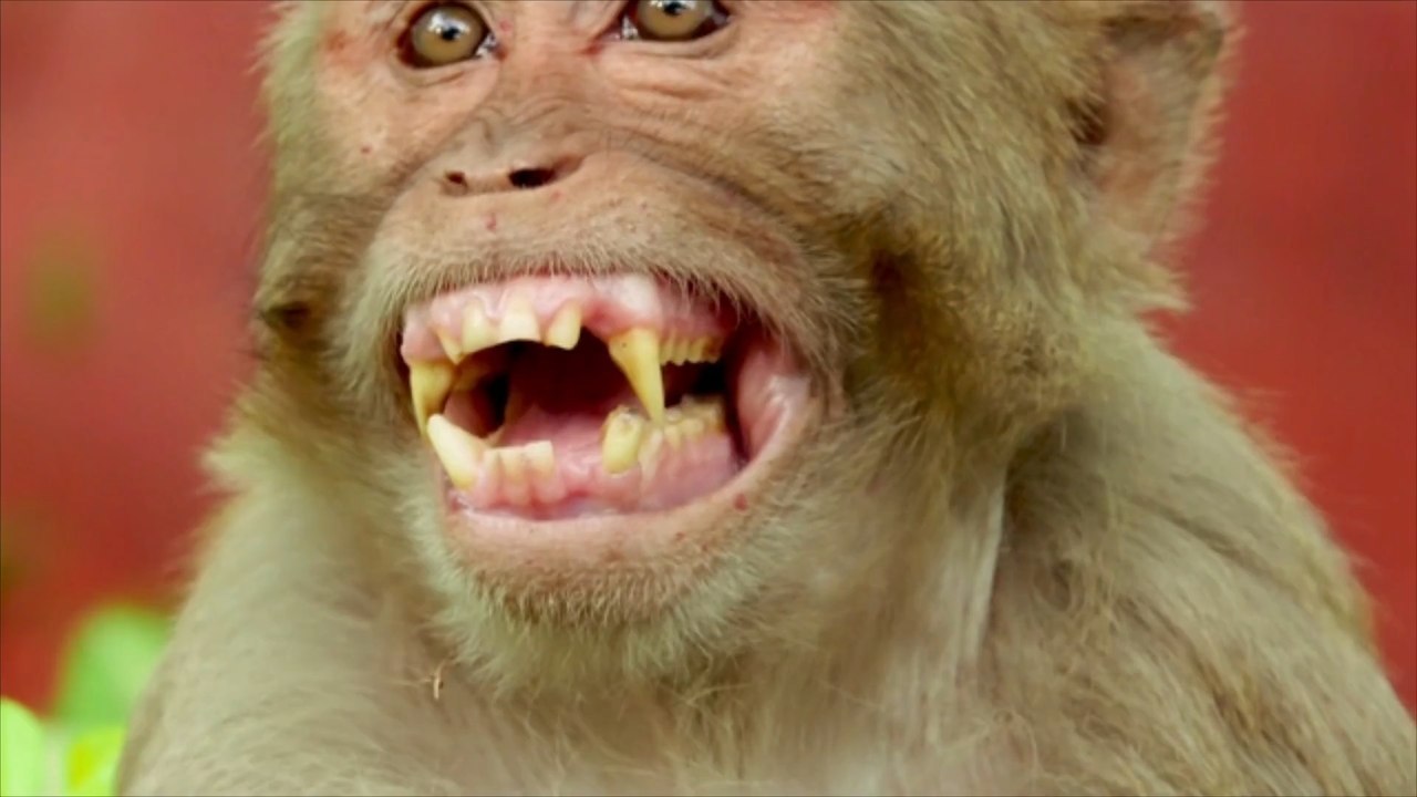 Japan: 42 Menschen von aggressiven Affen verletzt