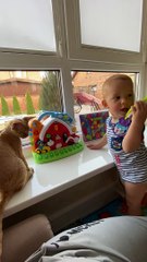 pexels-anna-bondarenkoFunny Cats and Kittens Meowi.cat