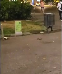 Una manada de ratas en la plaza Cataluña de Barcelona