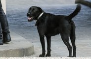 New study reveals dogs wag tails to the right when they are with humans they love