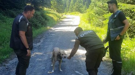 Ormanda kaybolan ‘Bulut’ 11 gün sonra sahibine kavuştu