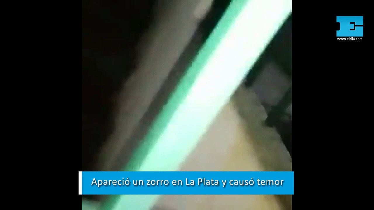 Apareció un zorro en La Plata y los vecinos lo ahuyentaron a baldazos: temor y alarma