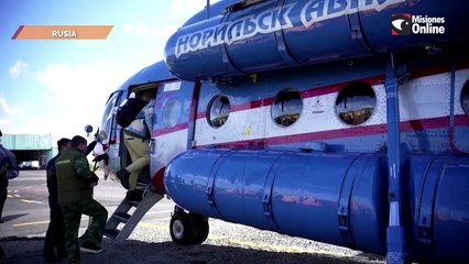 Rusia: veterinarios atienden a una osa lastimada