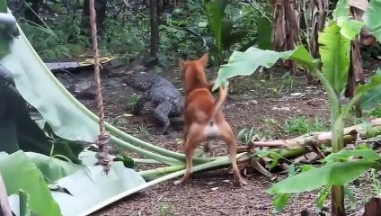 11 Animals That Are Afraid Of The Monstrous Monitor Lizard