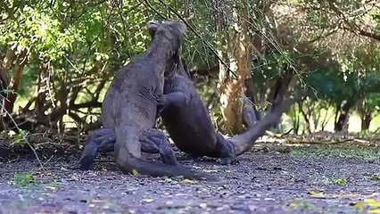 12 Hunting Moments Of Komodo Dragons Caught On Camera