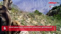 Anne yaban keçisi yavrularını emzirirken görüntülendi