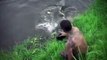14 Extraordinary Savage Hunting Moments Of Crocodiles And Alligators Showing Their True Skills