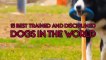 15 Best Trained & Disciplined Dogs in The World