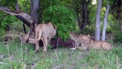 15 Fearless Moments Of Lions Approaching Wild Herds