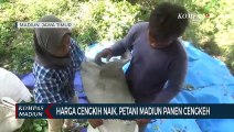 Harga Cengkih Naik, Petani Madiun Panen Cengkeh