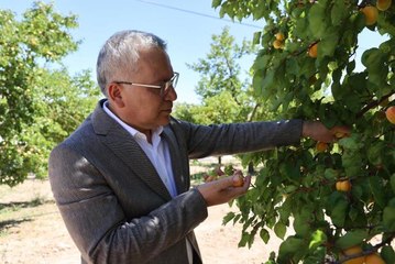 Kayısı üretiminde ilk 10'da yer alan Gürün'de hasat başladı