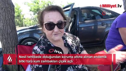 Kum zambağını koparan yandı! Cezası dudak uçuklatıyor