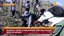 Ecuador: Crece la población de tortugas en las Islas Galápagos