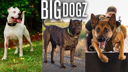 The Guard Dogs That Are Not To Be Messed With | BIG DOGZ