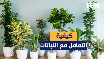 تعرف على الطريقة الصحيحة للتعامل مع النبابات في المنزل مع ارفتاع درجات الحرارة